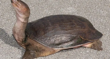 Мека -отгледана далечна източна костенурка триони и съдържанието му